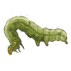 Lepidoptera Eggs and Larvae