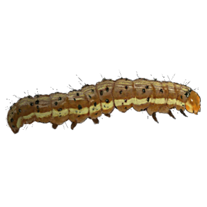 Lepidoptera Larvae