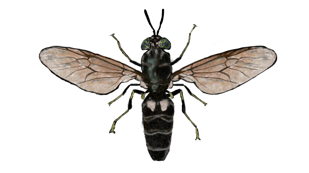 Black Soldier Fly Archives Frontier Scientific Services Agriculture