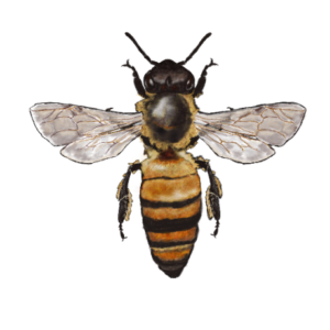 Hymenoptera