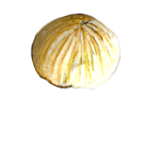 Lepidoptera Eggs