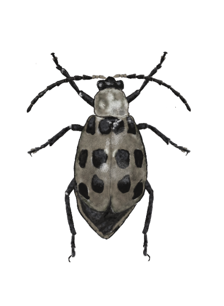 https://www.insectrearing.com/wp-content/uploads/2019/06/generic_beetle1.png