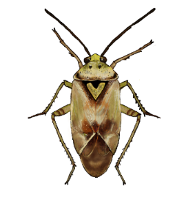 Hemiptera