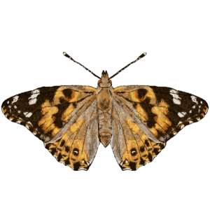 All Lepidoptera Diets