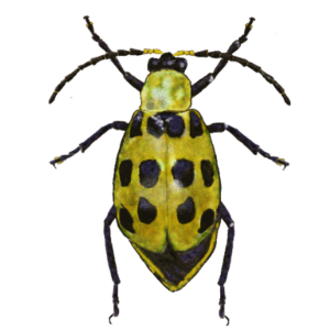 Coleoptera