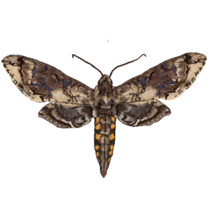 Insect Diets