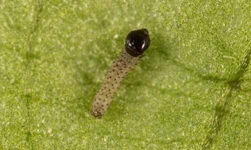 Fall Armyworm Neonate, SPodoptera frugiperda-insectrearing